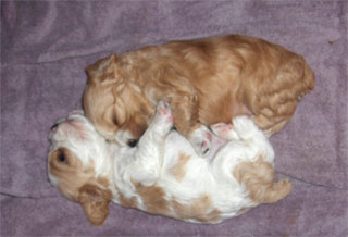 tiff pups 3 wks